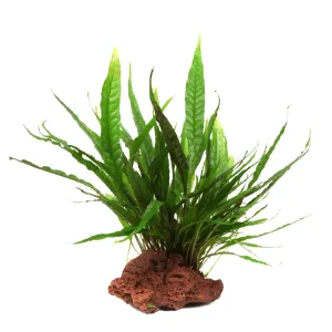 Microsorum pteropus on Lava Rock - Medium