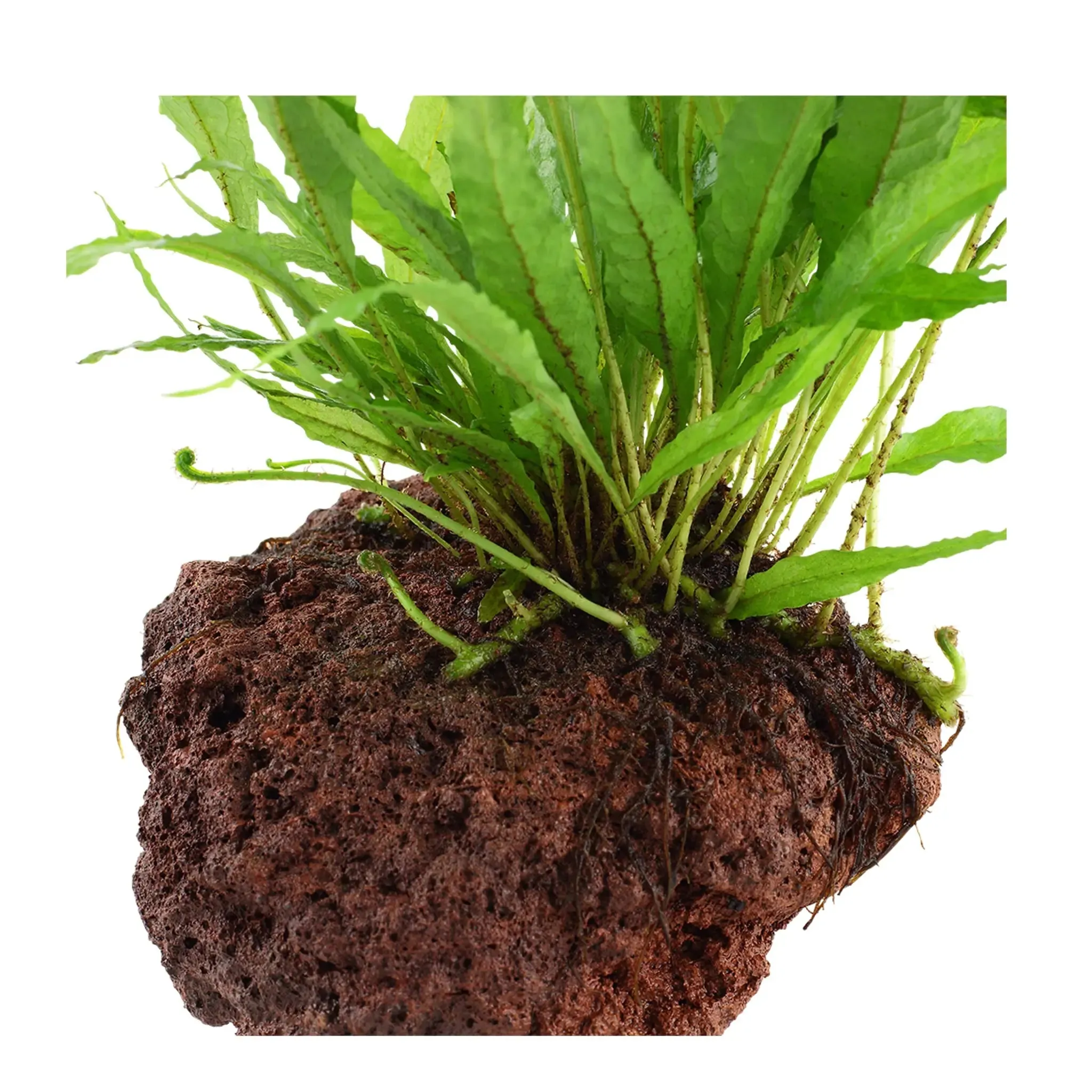 Microsorum pteropus on Lava Rock - Medium