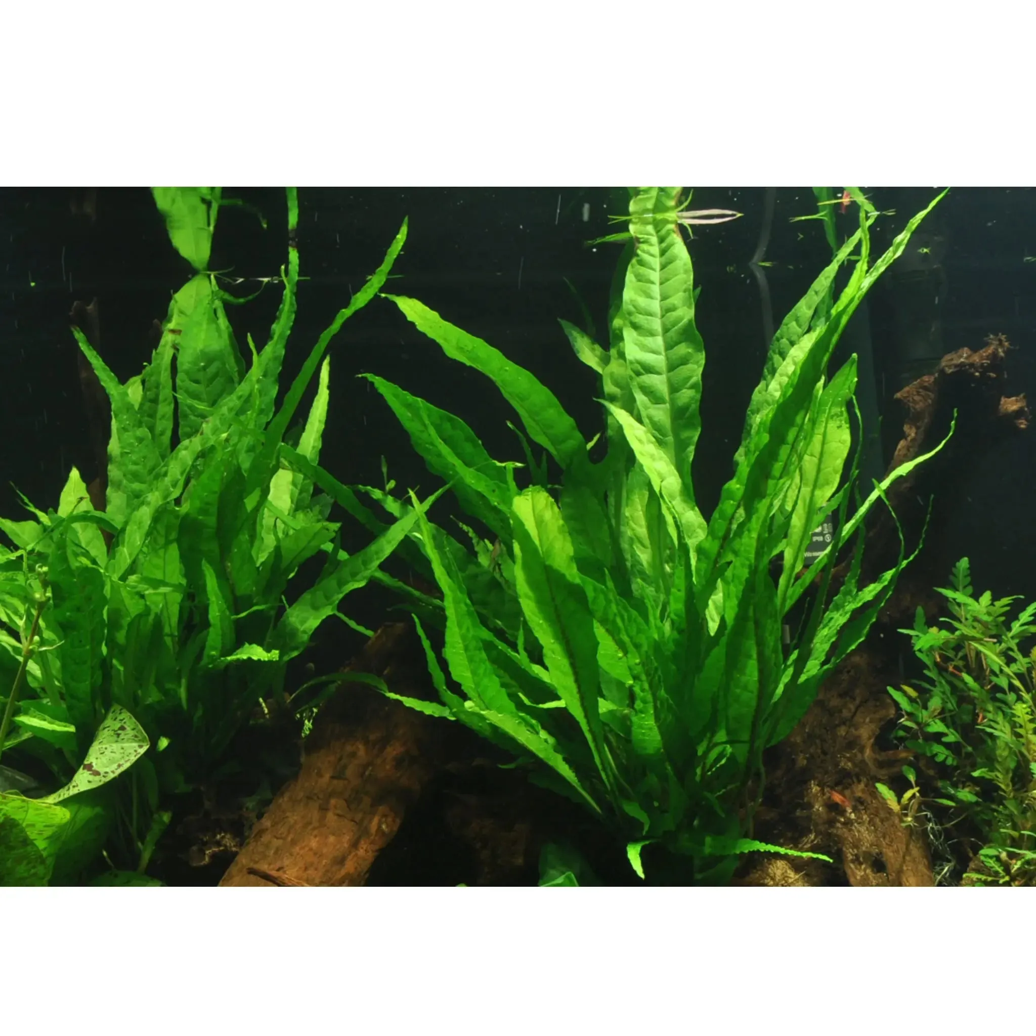 Microsorum pteropus on Lava Rock - Medium