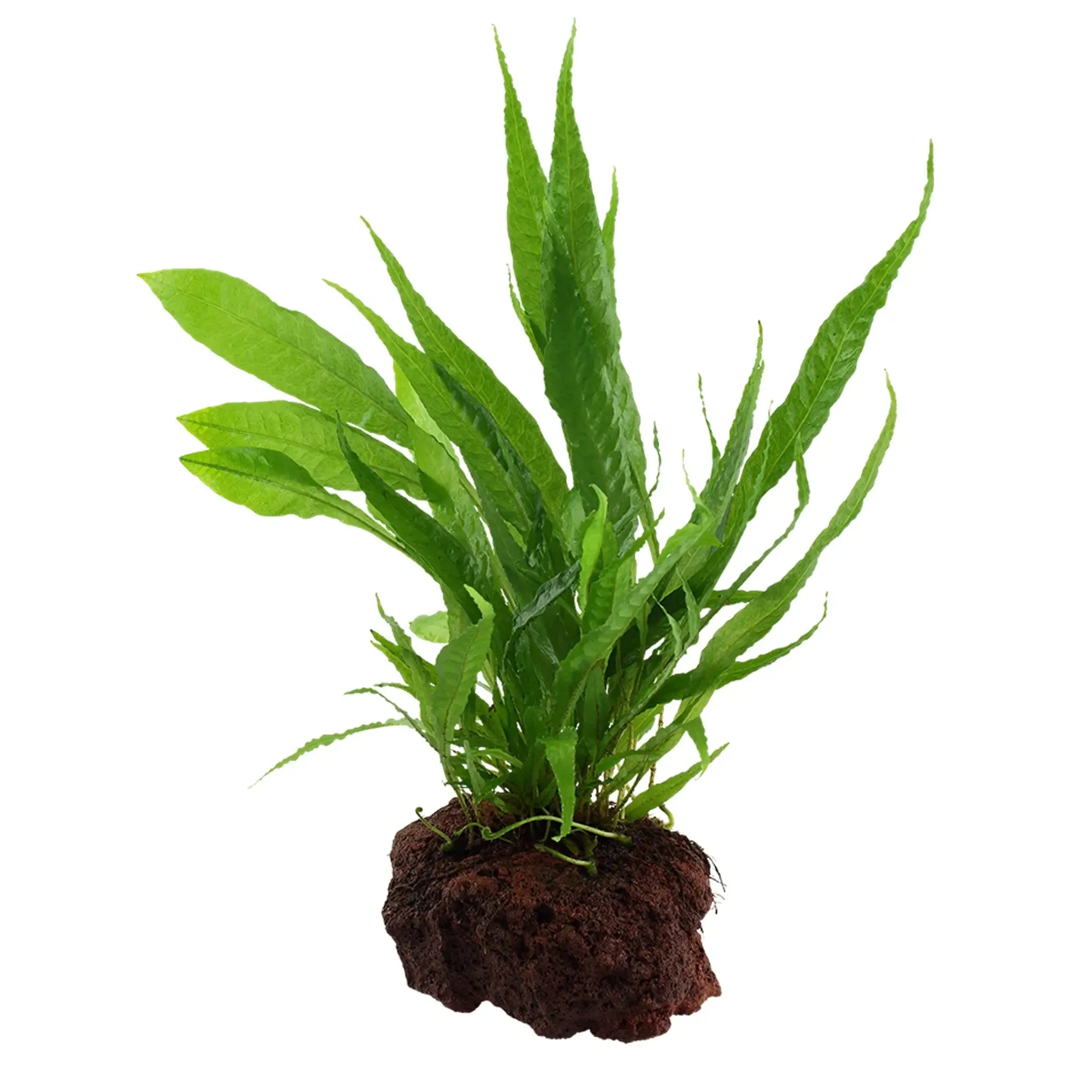 Microsorum pteropus on Lava Rock - Medium